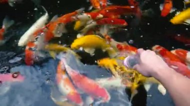 Koi balık besleme yandan, sazan ile 4 k (Uhd Yüzme gölet renkli fantezi)