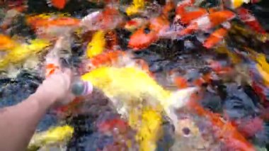 Koi balık besleme yandan, sazan ile 4 k (Uhd Yüzme gölet renkli fantezi)