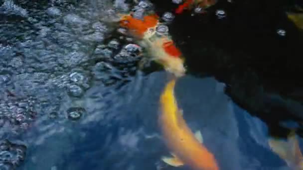 Hand Feeding Koi Fish Fancy Carp Colorful Pond Swimming Uhd — Stock Video