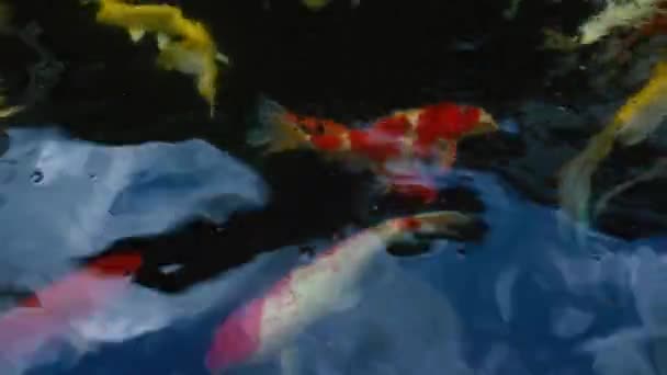 Hrană Mână Koi Pește Crap Fantezie Colorat Iaz Înot Uhd — Videoclip de stoc