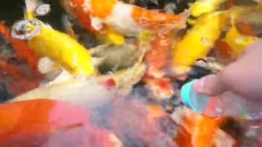 Koi balık besleme yandan, sazan ile 4 k (Uhd Yüzme gölet renkli fantezi)