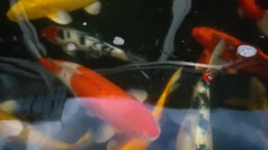Koi balık besleme yandan, sazan ile 4 k (Uhd Yüzme gölet renkli fantezi)