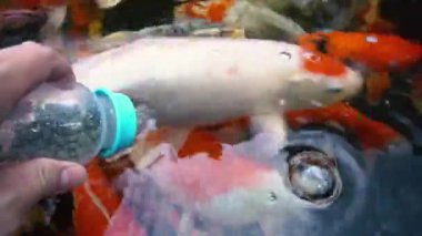 Koi balık besleme yandan, sazan ile 4 k (Uhd Yüzme gölet renkli fantezi)