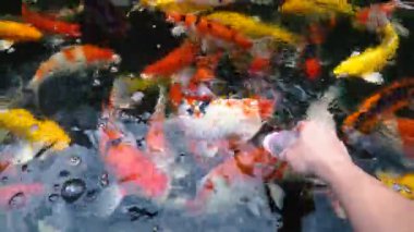 Koi balık besleme yandan, sazan ile 4 k (Uhd Yüzme gölet renkli fantezi)