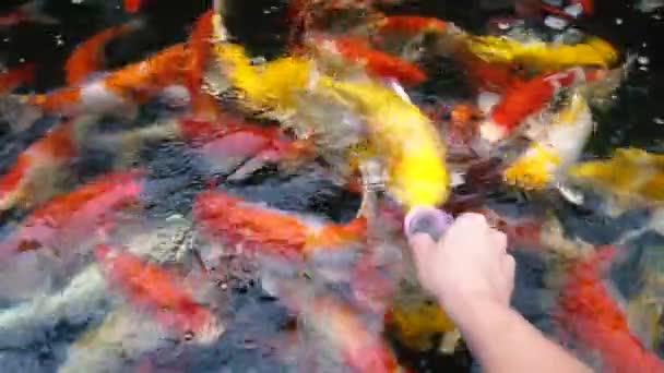 Hand Utfodring Koi Fisk Fancy Karp Med Färgglada Dammen Simmar — Stockvideo