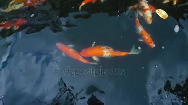 Alimentação Manual Peixes Koi Carpa Extravagante Com Colorido Lagoa Nadando — Vídeo de Stock