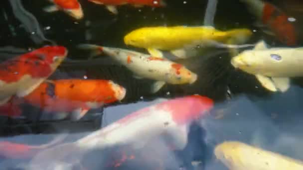 Ręka Zasilające Koi Ryb Masz Ochotę Karpia Kolorowe Stawie Kąpieli — Wideo stockowe