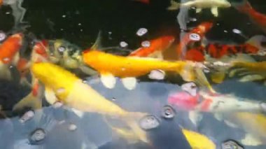 Koi balık besleme yandan, sazan ile 4 k (Uhd Yüzme gölet renkli fantezi)