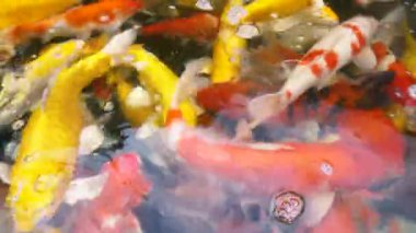 Koi balık besleme yandan, sazan ile 4 k (Uhd Yüzme gölet renkli fantezi)