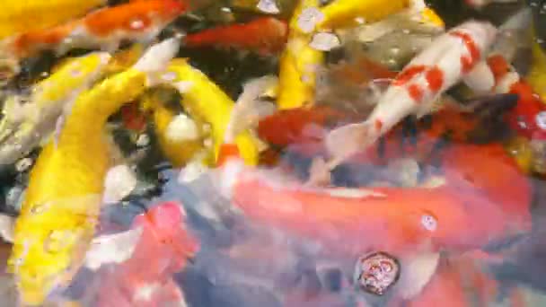 ハンドフィーディング鯉魚 カラフルな Uhd 水泳の池に鯉を空想 — ストック動画