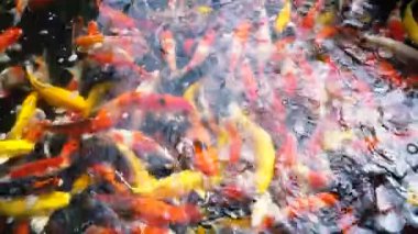 Koi balık besleme yandan, sazan ile 4 k (Uhd Yüzme gölet renkli fantezi)