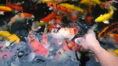 Koi balık besleme yandan, sazan ile 4 k (Uhd Yüzme gölet renkli fantezi)