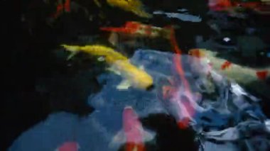 Koi balık besleme yandan, sazan ile 4 k (Uhd Yüzme gölet renkli fantezi)