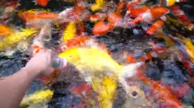Koi balık besleme yandan, sazan ile 4 k (Uhd Yüzme gölet renkli fantezi)