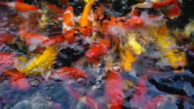 Koi balık besleme yandan, sazan ile 4 k (Uhd Yüzme gölet renkli fantezi)