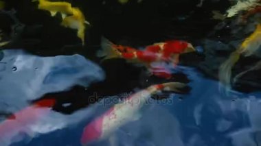 Koi balık besleme yandan, sazan ile 4 k (Uhd Yüzme gölet renkli fantezi)