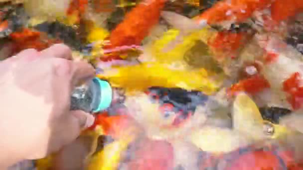 Peces Koi Alimentación Manual Carpa Lujo Con Colorido Estanque Nadando — Vídeo de stock