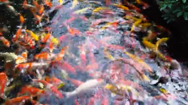 Ручное Кормление Рыб Кои Причудливый Карп Красочными Пруду Плавание Uhd — стоковое видео