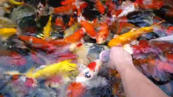 Peces Koi Alimentación Manual Carpa Lujo Con Colorido Estanque Nadando — Vídeo de stock