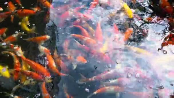 Χέρι Ταΐζοντας Koi Ψάρια Fancy Κυπρίνος Πολύχρωμο Στη Λίμνη Κολύμβησης — Αρχείο Βίντεο