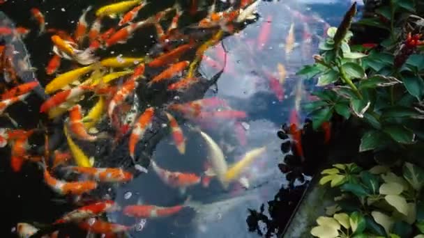 Alimentação Manual Peixes Koi Carpa Extravagante Com Colorido Lagoa Nadando — Vídeo de Stock
