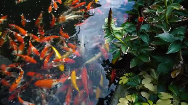 Alimentação Manual Peixes Koi Carpa Extravagante Com Colorido Lagoa Nadando — Vídeo de Stock