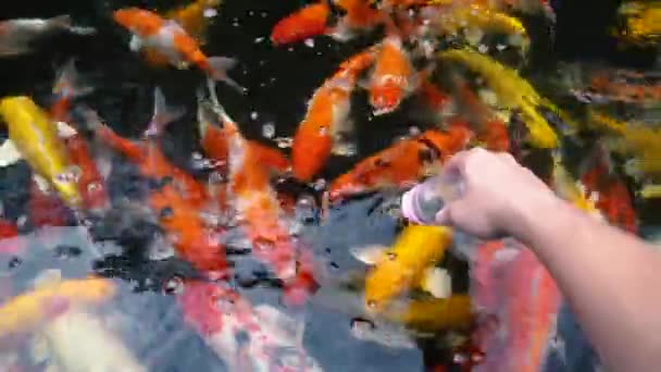Hand Voeding Koi Vissen Fancy Karper Met Kleurrijk Vijver Zwemmen — Stockvideo