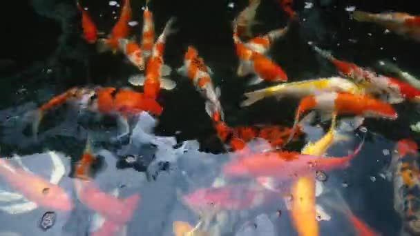 Hand Feeding Koi Fish Fancy Carp Colorful Pond Swimming Uhd — Stock Video