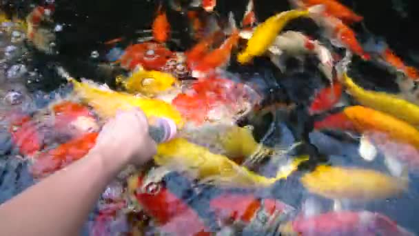 Hand Füttern Koi Fische Ausgefallene Karpfen Mit Bunten Teich Schwimmen — Stockvideo