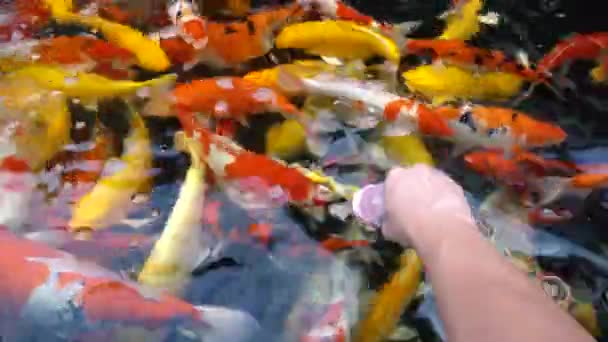 Peces Koi Alimentación Manual Carpa Lujo Con Colorido Estanque Nadando — Vídeos de Stock