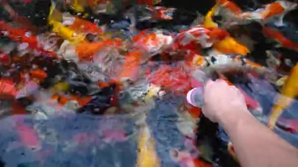 手喂锦鲤鱼 五颜六色的鲤鱼在池塘游泳在 Uhd — 图库视频影像