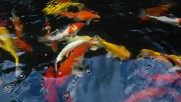 Χέρι Ταΐζοντας Koi Ψάρια Fancy Κυπρίνος Πολύχρωμο Στη Λίμνη Κολύμβησης — Αρχείο Βίντεο