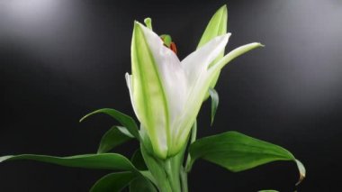 4 k (Uhd siyah arka plan üzerine çiçek açan beyaz Timelapse lily çiçek)