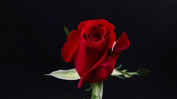 Bella rosa rossa scura su sfondo nero — Foto Stock