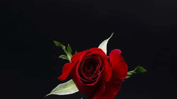 Pretty Dark red rose on black background — Stock Photo, Image