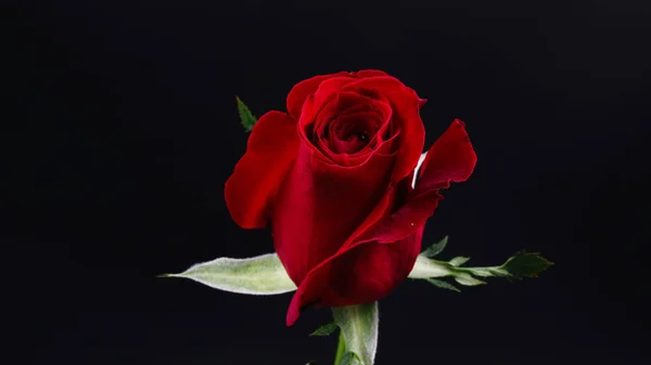 Pretty Dark red rose on black background — Stock Photo, Image