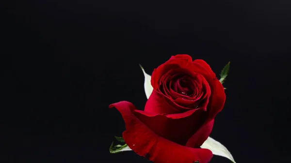 Pretty Dark red rose on black background — Stock Photo, Image