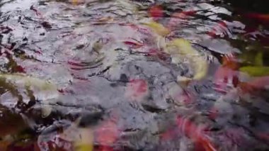 Tıp hukuk ve adalet kavramı. Avukat ve tıp hâkim'in. Sağlık denge. Dava Tıp. Ağır çekimde yargı sağlıklı teknoloji