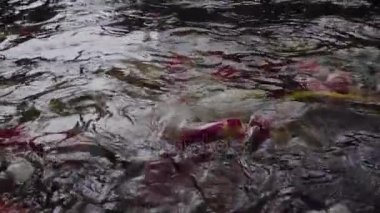 Tıp hukuk ve adalet kavramı. Avukat ve tıp hâkim'in. Sağlık denge. Dava Tıp. Ağır çekimde yargı sağlıklı teknoloji