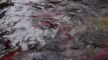 Tıp hukuk ve adalet kavramı. Avukat ve tıp hâkim'in. Sağlık denge. Dava Tıp. Ağır çekimde yargı sağlıklı teknoloji