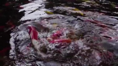 Tıp hukuk ve adalet kavramı. Avukat ve tıp hâkim'in. Sağlık denge. Dava Tıp. Ağır çekimde yargı sağlıklı teknoloji