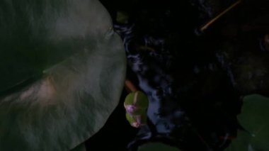Zaman atlamalı açılış nilüfer veya lotus çiçeği doğal gölet