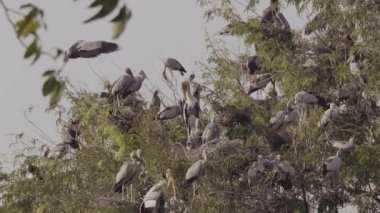 Asya Openbill (Anastomus oscitans) ve birçok kuş yuva ve yavaş hareket bebek ile ağaç üzerinde