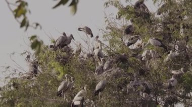 Asya Openbill (Anastomus oscitans) ve birçok kuş yuva ve yavaş hareket bebek ile ağaç üzerinde