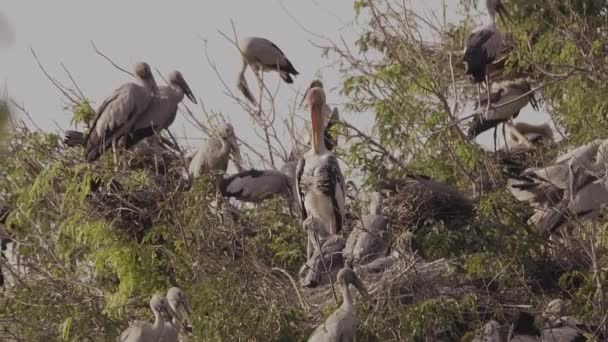 Азіатський Openbill Anastomus Oscitans Багато Птахів Дереві Гнізда Дитини Повільному — стокове відео
