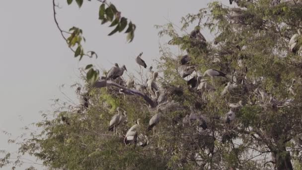 Bec-ouvert asiatique (Anastomus oscitans) et de nombreux oiseaux sur l'arbre avec nid et bébé au ralenti 