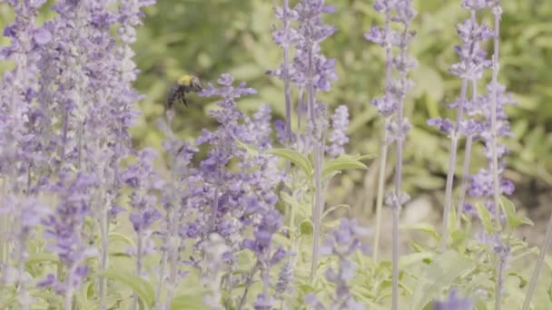Pan Bumble Bee Levandule Květiny Zahradě Pomalém Pohybu — Stock video