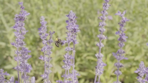 小黄蜂和薰衣草花在花园里慢动作 — 图库视频影像