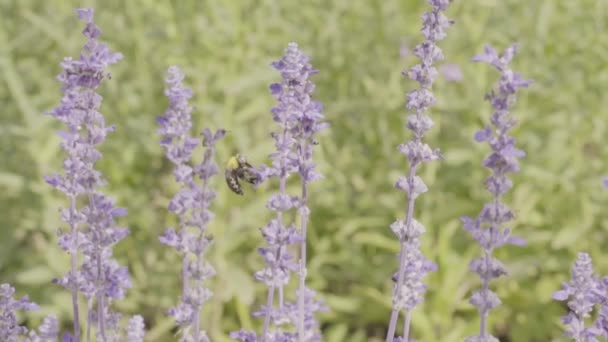 Pan Bumble Bee Levandule Květiny Zahradě Pomalém Pohybu — Stock video