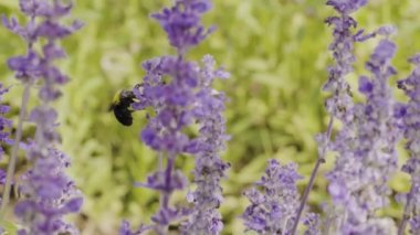 Bumble bee ve lavanta çiçek bahçe yavaş hareket